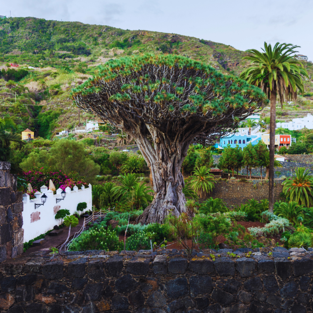  Drakenboom in Icod de los Vinos
